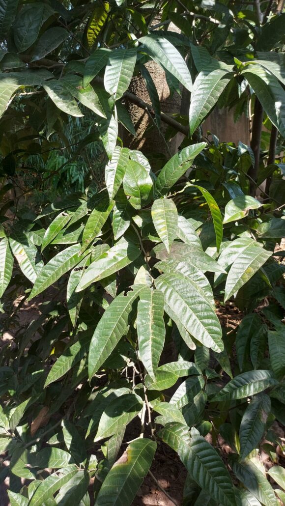 Sweetsop leaf tea, Sweet Apple, Custard Apple, Annona Squamosa - Image 2