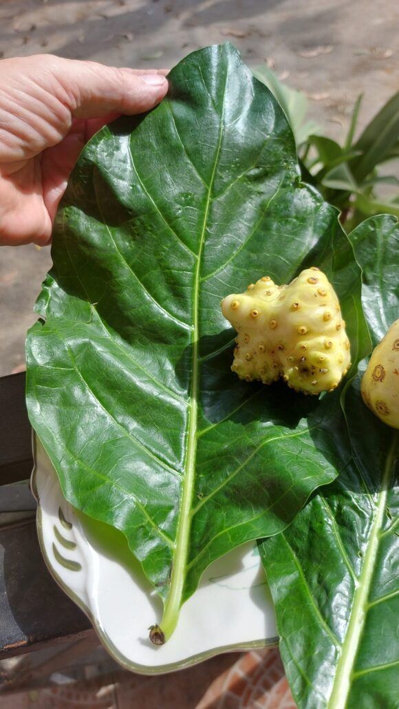 Noni leaf tea, Morinda Citrifolia, Indian Mulberry leaves - Image 3